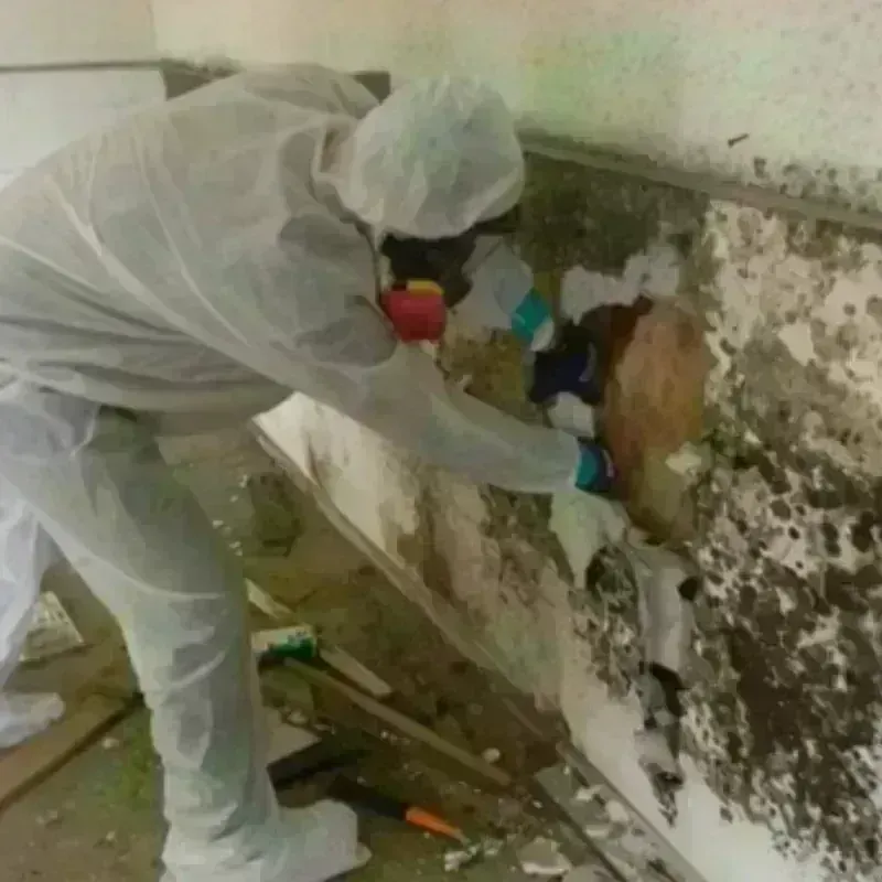 Mold Remediation and Removal in Dousman, WI